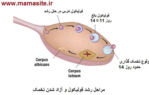 سندرم تخمدان پلی کیستیک - تصویر تخمدان سالم