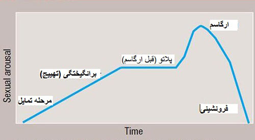 مراحل 4 گانه پاسخ جنسی