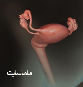 تغییرات رحم در بارداری