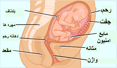 2 نزدیکی در بارداری سالم مشکلی ایجاد نمی کند