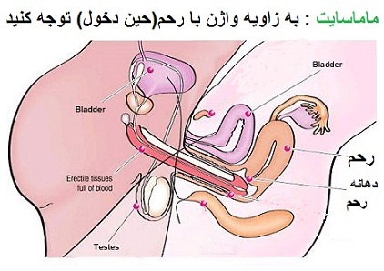6 تصویر حالت دخول در بارداری