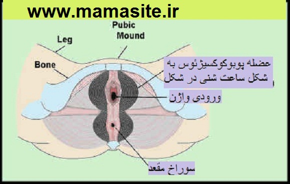 واژینیسموس چیست.