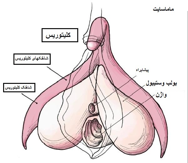 ارضا و ارگاسم در زنان از طریق کلیتوریس