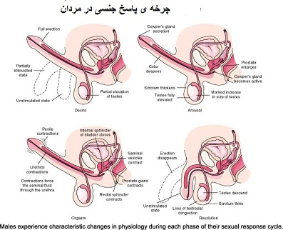 چرخه پاسخ جنسی در مردان