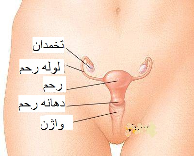 عکس واژن - عکس دستگاه تناسلی زنان
