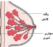 تمام توده های پستان سرطان پستان نیستند